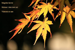 Haiku digt om efteråret