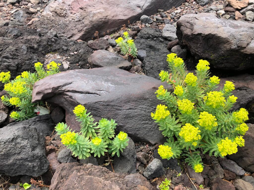 Om foråret kan man opleve de smukkeste gule blomster mod de sorte lava sten.