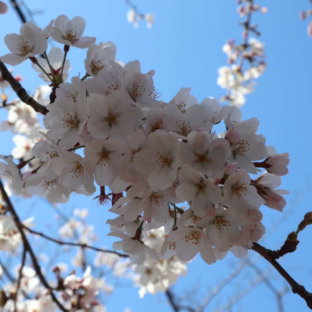 Sarte hvide og lyserøde kirsebærblomster i Izu-Kogen. 