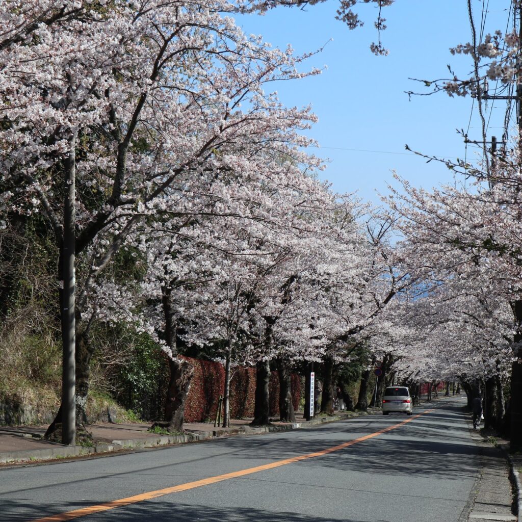 En gade i Izu-Kogen kun med kirsebærblomster. 