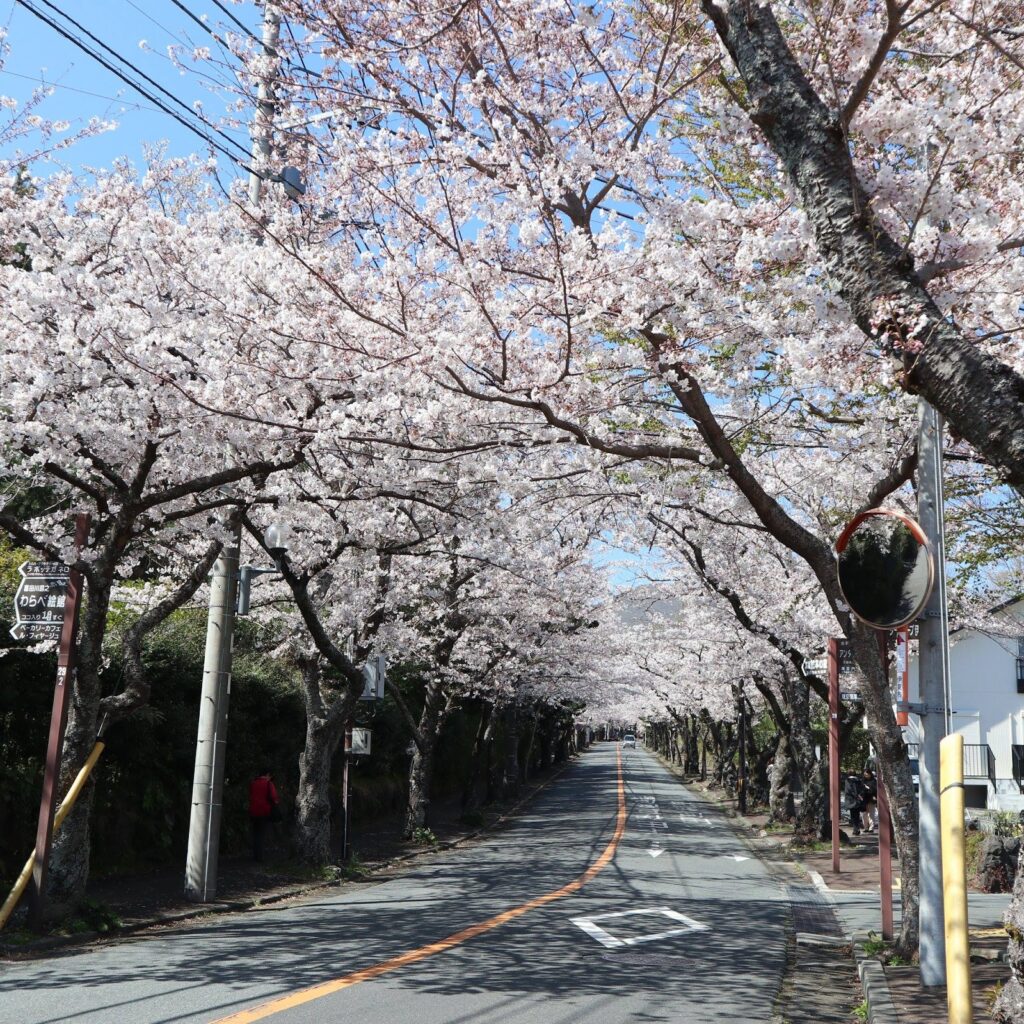 En gade i Izu-Kogen med kirsebærtræer så langt øjet rækker. 