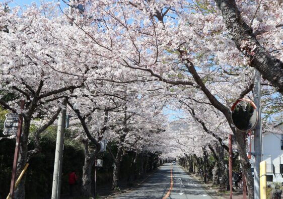 Tunnel af kirsebærblomster i Izu-Kogen.