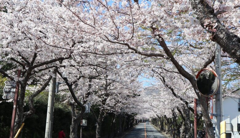 Tunnel af kirsebærblomster i Izu-Kogen.
