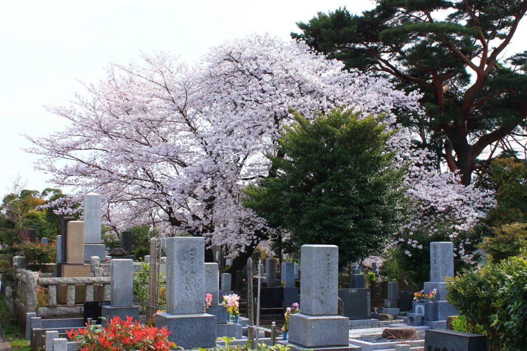 Kirsebærblomster på Aoyama kirkegården i Japan. 