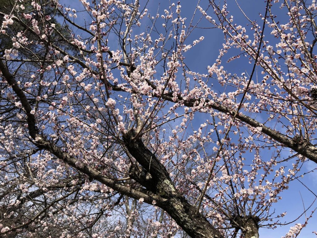 Kirsebærblomster på Shiroyama. 