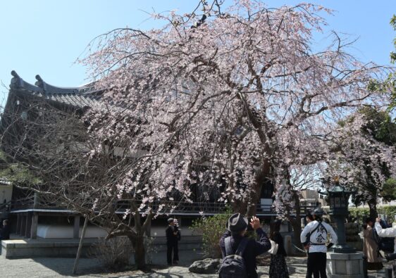 Kirsebærblomster ved Hongakuji i Kamakura, Japan.