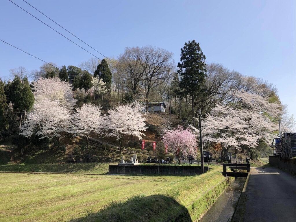 Kirsebærblomster på Funayama Taishido i Takefu, Fukui. 