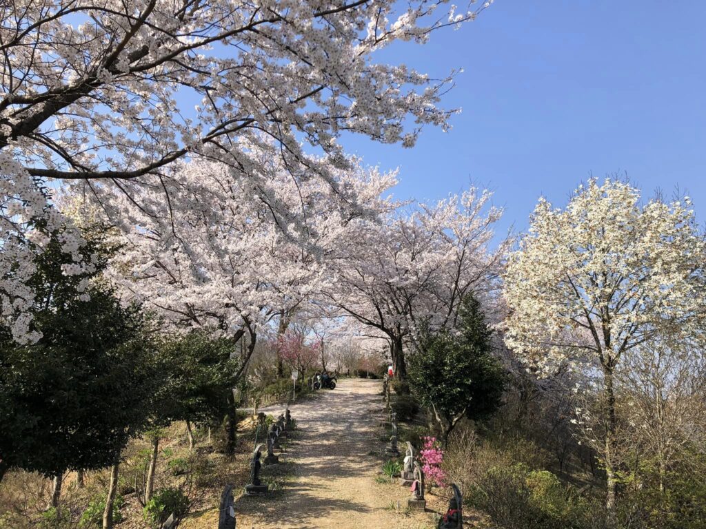 Kirsebærblomster på Funayama Taishido i Takefu, Fukui. 