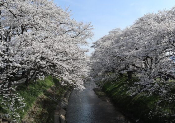 Kirsebærblomster ved Yoshinose floden i Takefu, Fukui.