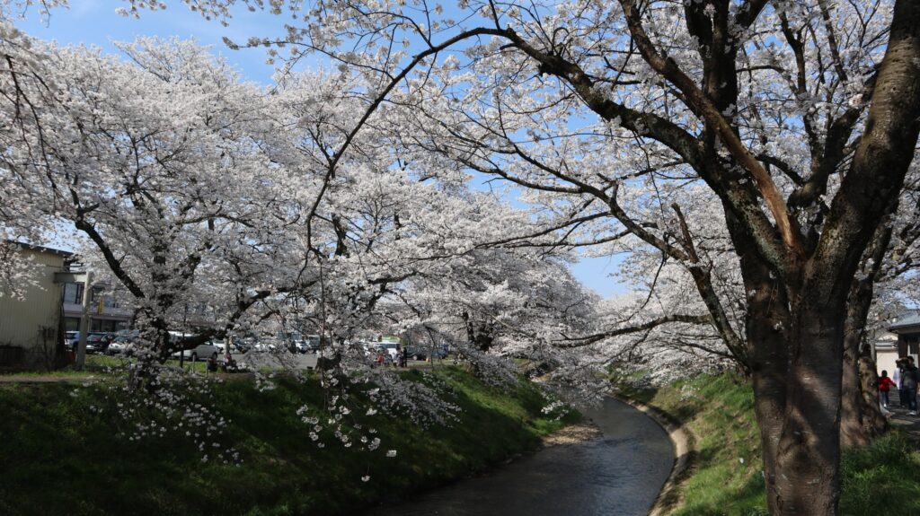 Kirsebærblomster ved Yoshinose floden i Takefu, Fukui. 
