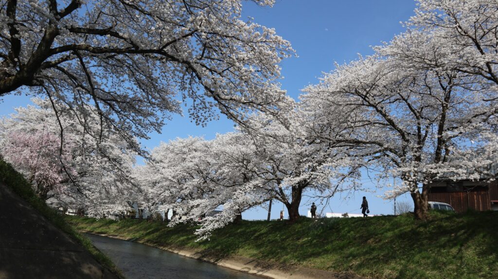 Kirsebærblomster ved Yoshinose floden i Takefu, Fukui. 