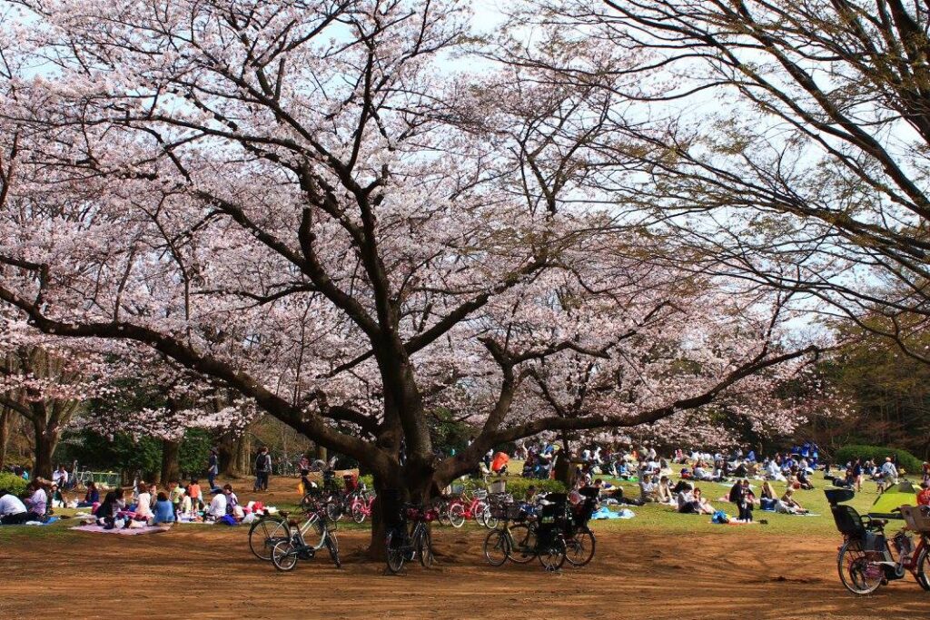 Kirsebærblomster i Hikarigaoka Park. 