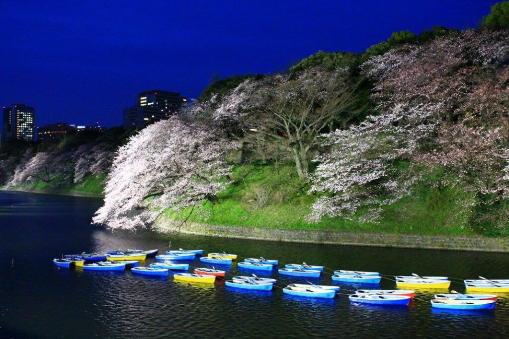 Kirsebærblomster ved Chidorigafuchi. 