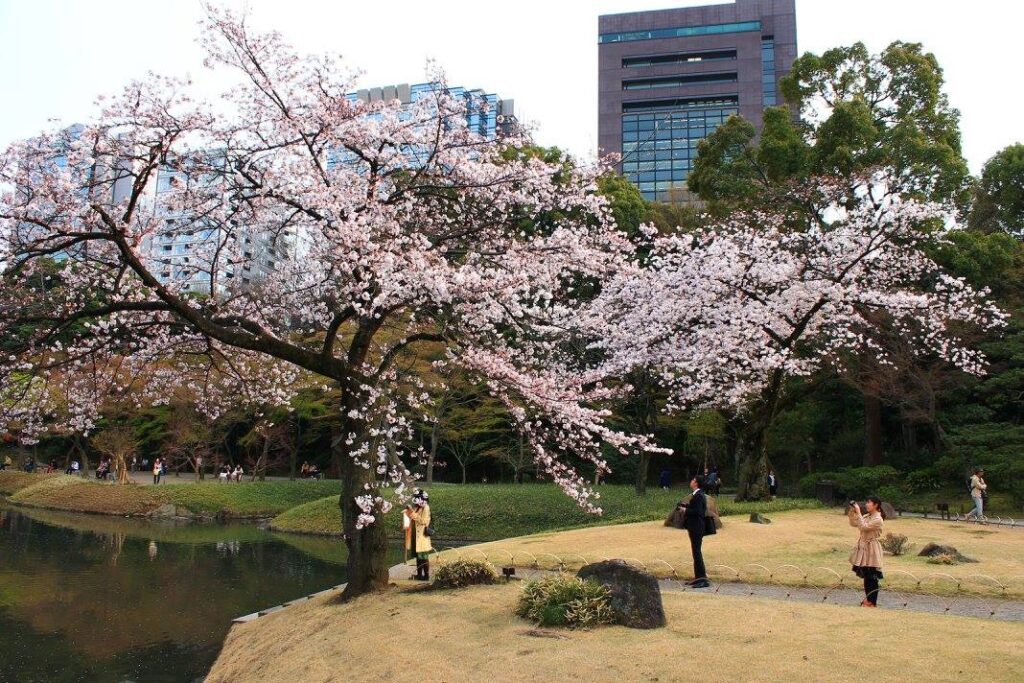 Kirsebærblomster i Koishikawa Korakuen. 