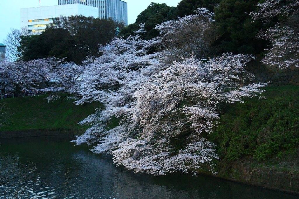 Kirsebærblomster ved Chidorigafuchi. 