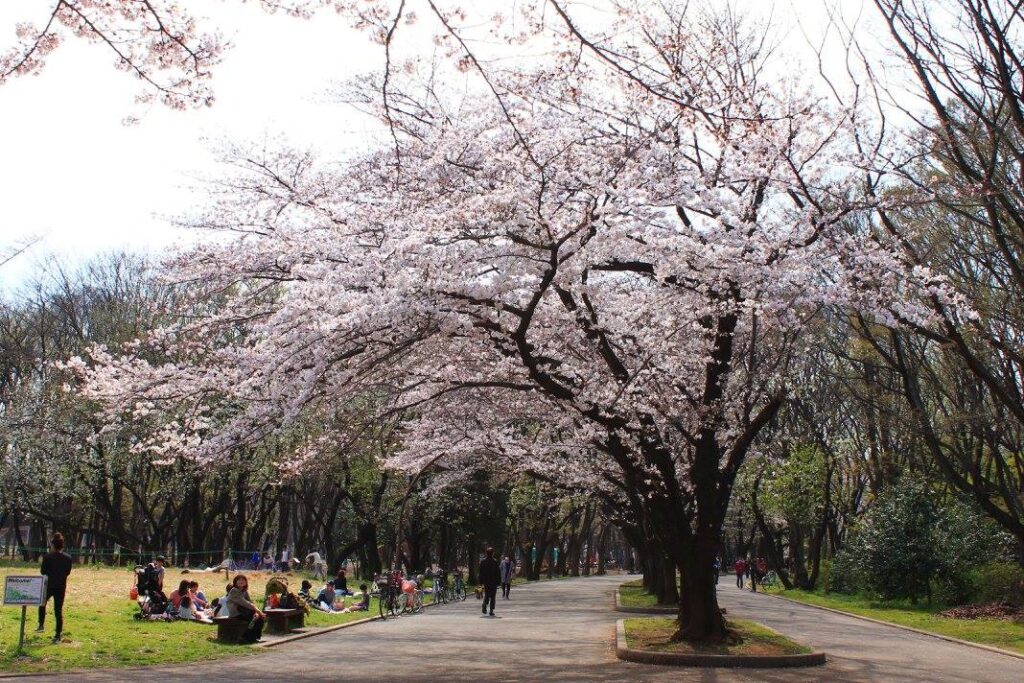 Kirsebærblomster i Hikarigaoka Park. 