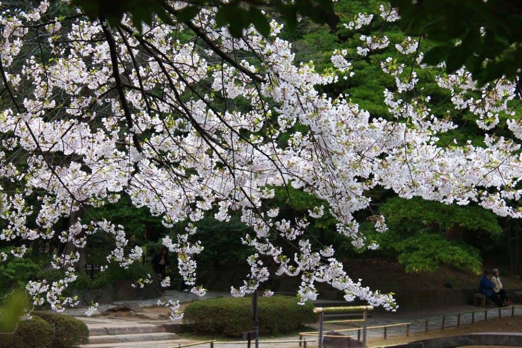 Kirsebærblomster i Koishikawa Korakuen. 