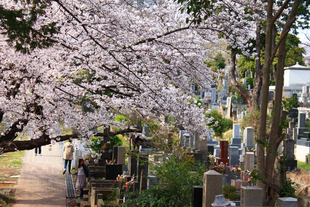 Kirsebærblomster på Aoyama Kirkegård. 