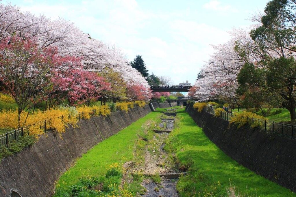 Forskellige kirsebærblomster og forsythia i Showa Kinen Koen. 