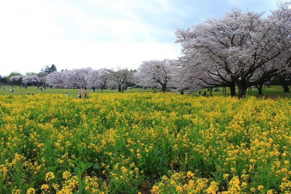 Kirsebærblomster og raps blomster i Showa Kinen koen. 