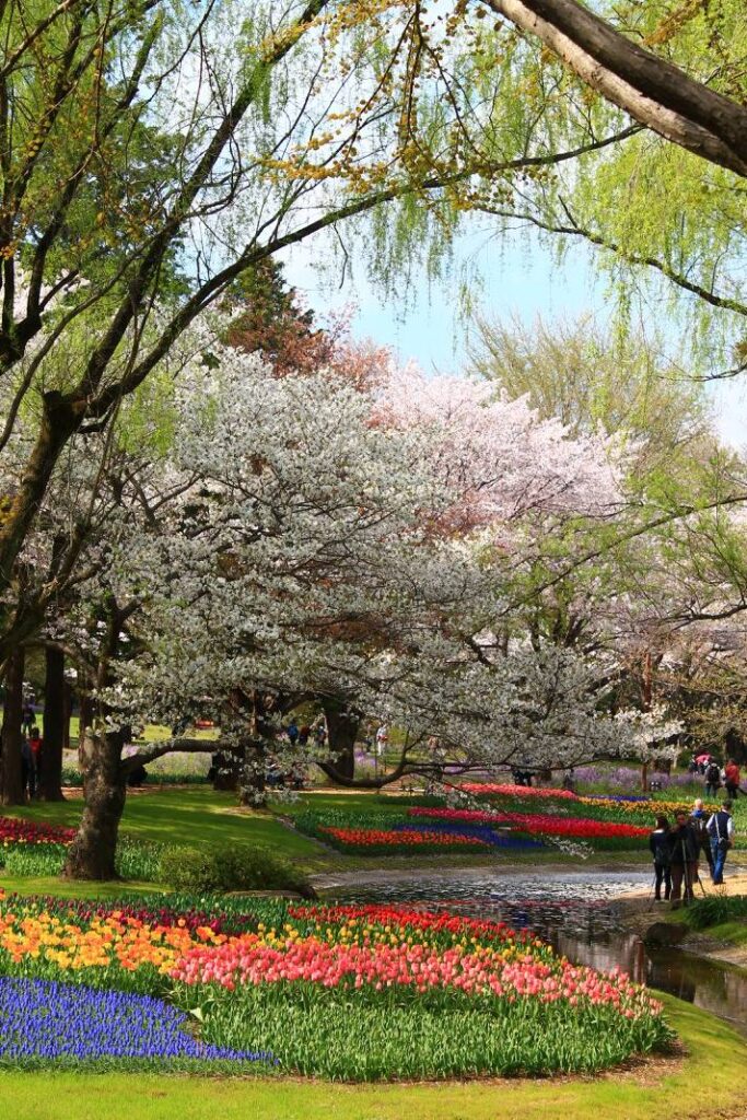 Kirsebærblomster og tulipaner i Showa Kinen Koen. 