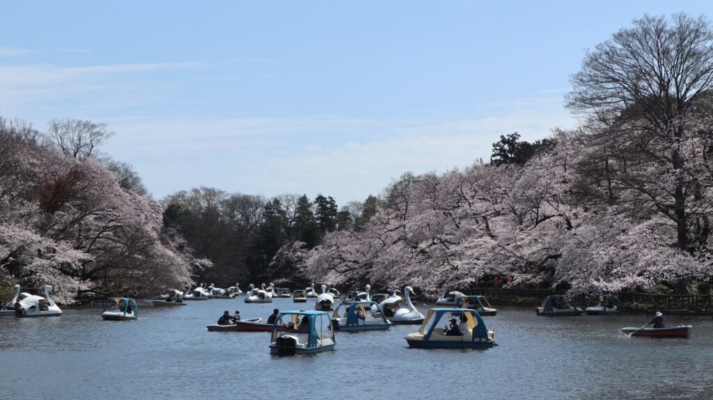 Kirsebærblomster i Inokashira park. 