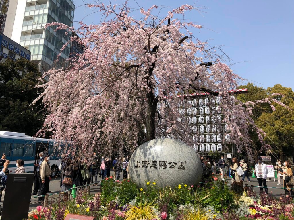 Kirsebærblomster ved Ueno Park. 