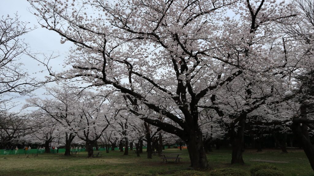 Kirsebærblomster i Yoyogi Park. 