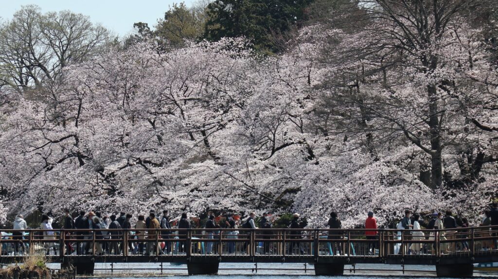 Kirsebærblomster i Inokashira park 