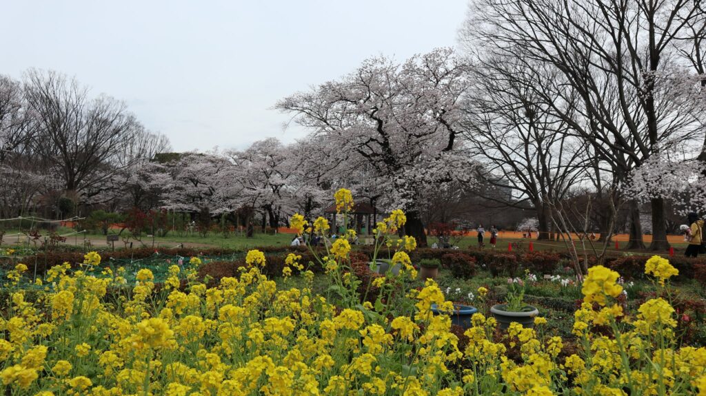 Kirsebærblomster i Yoyogi park. 