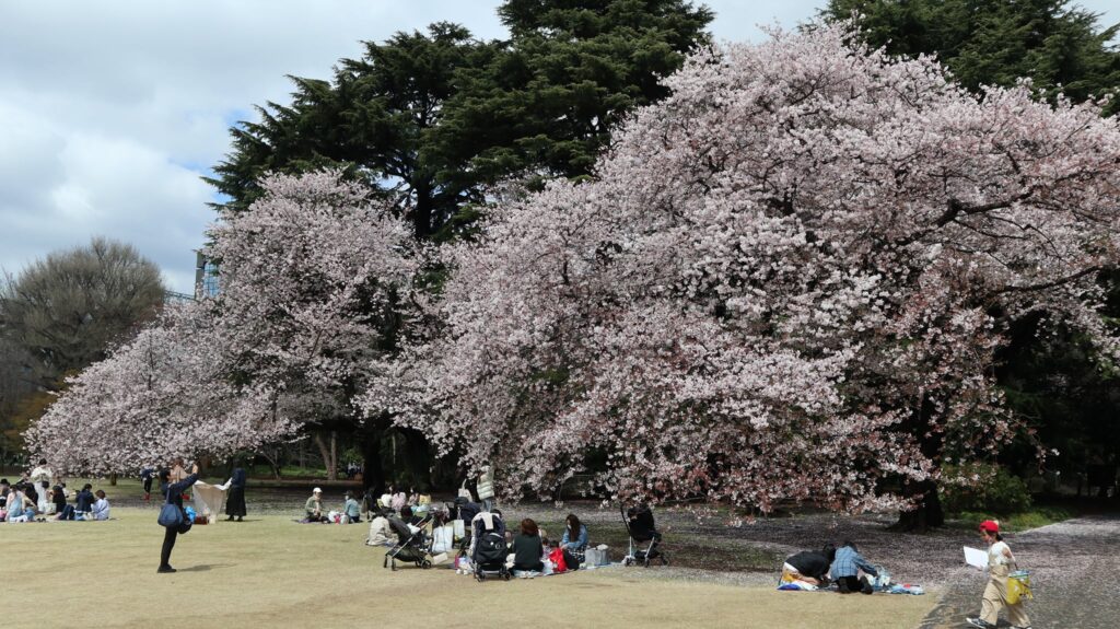 Kirsebærblomster i Shinjuku Gyoen National Garden. 