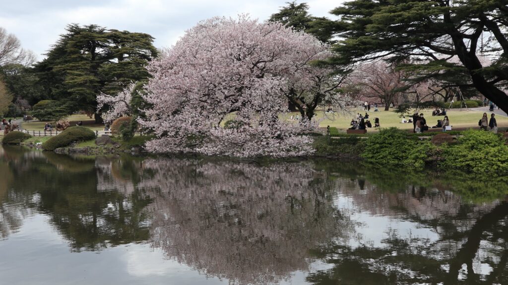 Kirsebærtræ i Shinjuku Gyoen National Garden. 