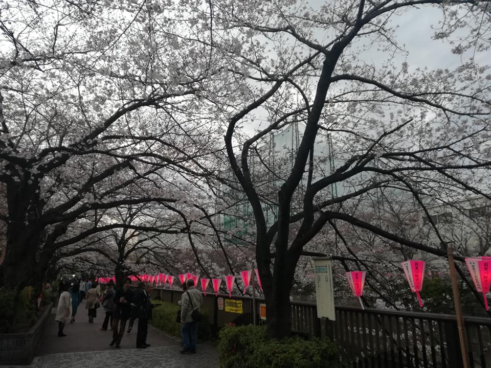 Kirsebærblomster ved Meguro floden. 