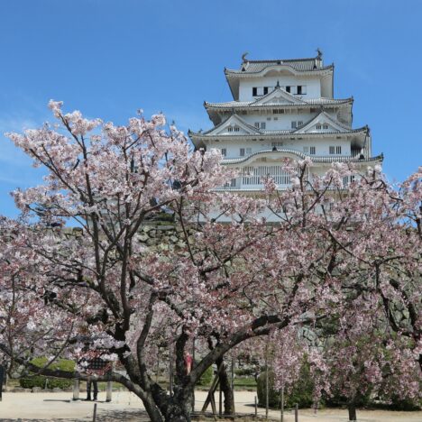 Kirsebærblomster i Tokyo – de bedste steder.