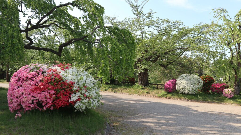 Azalea i Hirosaki Slots Park. 